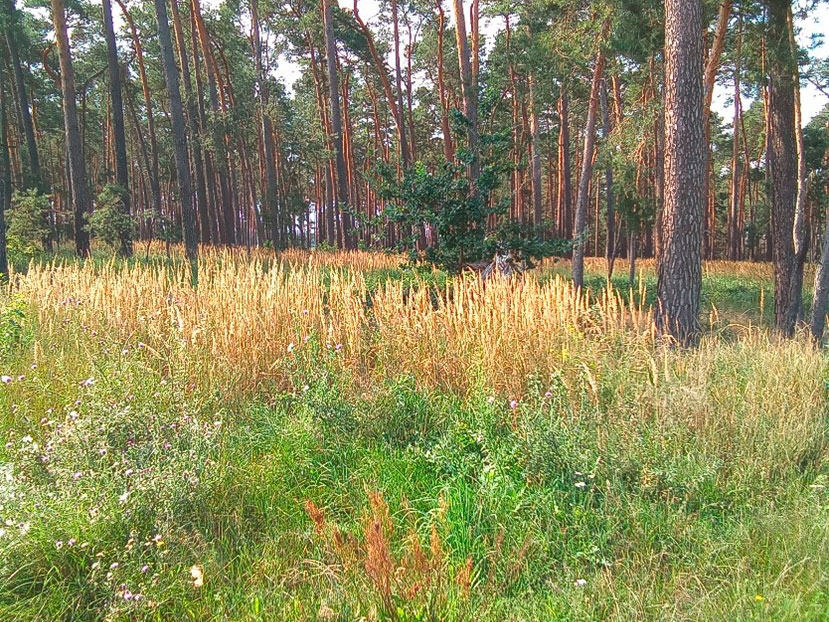 Errichtung von Funkmasten in Brandenburg